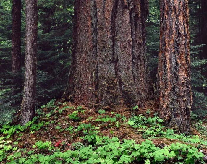 Framed Print : USA, Oregon, Willamette National Forest. Large trunk of old growth Douglas fir Framed Print : USA, Oregon, Willamette National Forest. Large trunk of old growth Douglas fir