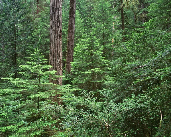 USA, Oregon. Willamette National Forest, Middle Santiam Wilderness, large Douglas
