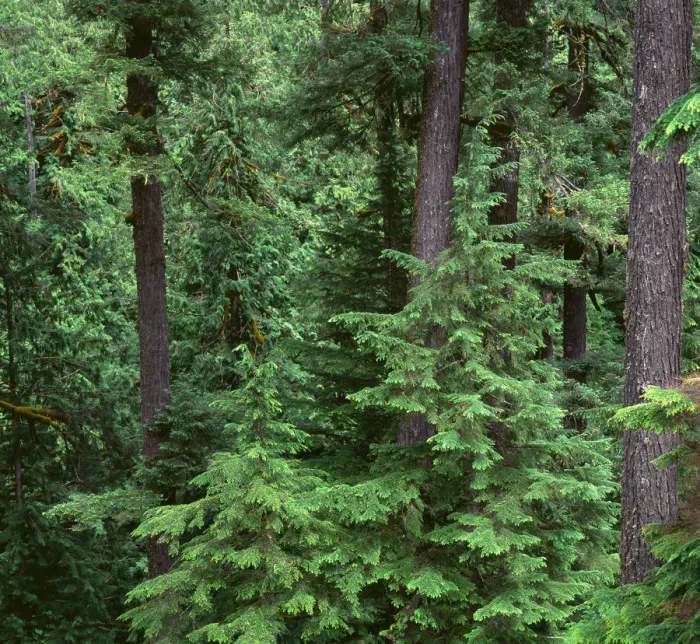 Framed Print : USA, Oregon. Willamette National Forest, Middle Santiam Wilderness, Old-growth forest