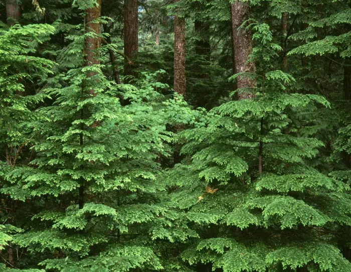 Framed Print : USA, Oregon. Willamette National Forest, Middle Santiam Wilderness, spring growth Framed Print : USA, Oregon. Willamette National Forest, Middle Santiam Wilderness, spring growth