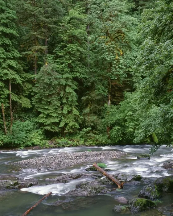 Framed Print : USA, Oregon. Willamette National Forest, South Santiam River and lush old growth forest Framed Print : USA, Oregon. Willamette National Forest, South Santiam River and lush old growth forest