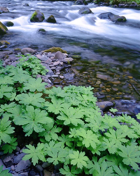 USA, Oregon. Willamette National Forest, South Fork of the McKenzie River with coltsfoot in spring