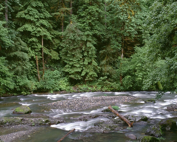 USA, Oregon. Willamette National Forest, South Santiam River and lush old growth forest