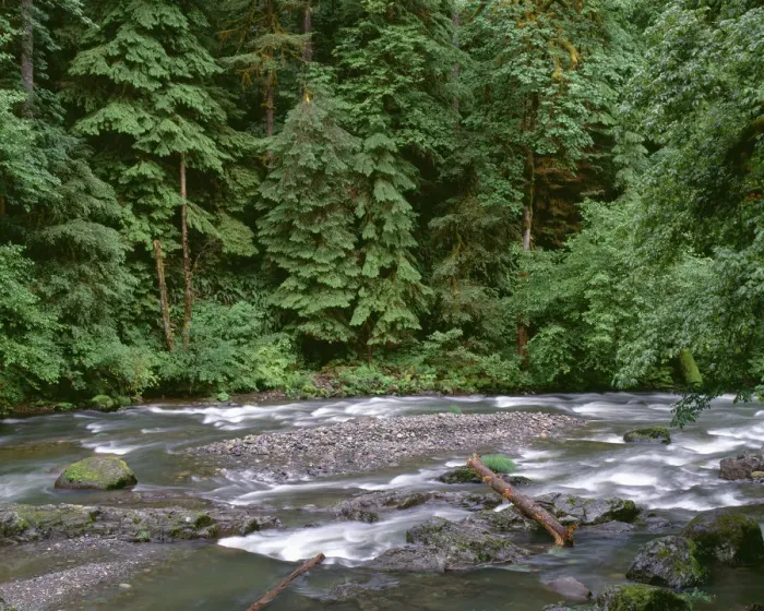Framed Print : USA, Oregon. Willamette National Forest, South Santiam River and lush old growth forest Framed Print : USA, Oregon. Willamette National Forest, South Santiam River and lush old growth forest