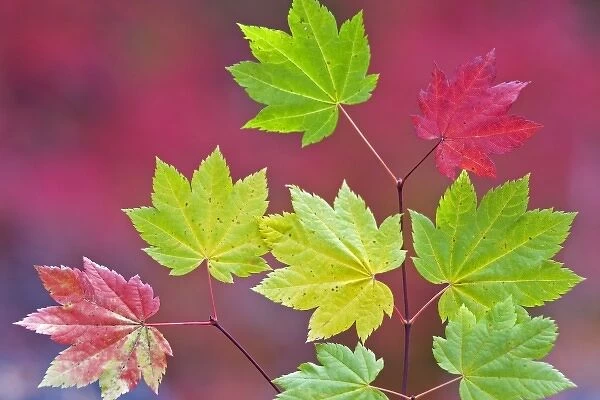 USA, Oregon, Willamette National Forest. Close-up of vine maple leaves in autumn color