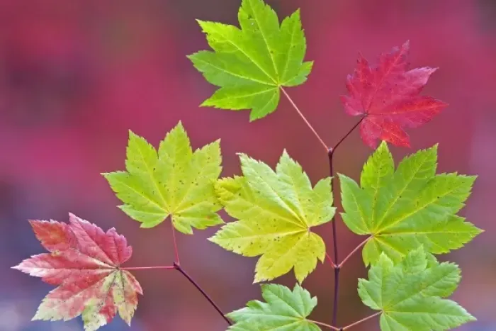 Framed Print : USA, Oregon, Willamette National Forest. Close-up of vine maple leaves in autumn color Framed Print : USA, Oregon, Willamette National Forest. Close-up of vine maple leaves in autumn color
