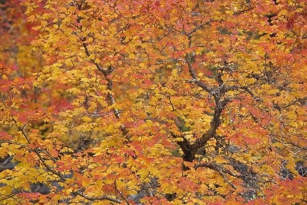 USA, Oregon, Willamette National Forest. Close-up ofvine maple tree in autumn foliage