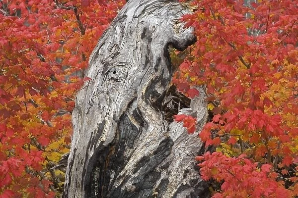 USA, Oregon, Willamette National Forest. Close-up of vine maple tree stump in autumn foliage