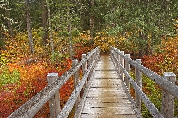 USA, Oregon, Willamette National Forest. Wooden foot bridge on the McKenzie River Trail