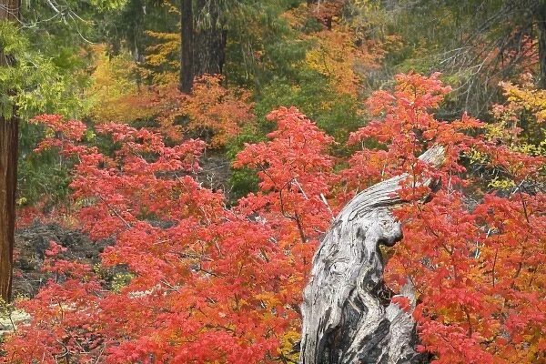 USA, Oregon, Willamette National Forest. Vine maple tree stump in autumn foliage