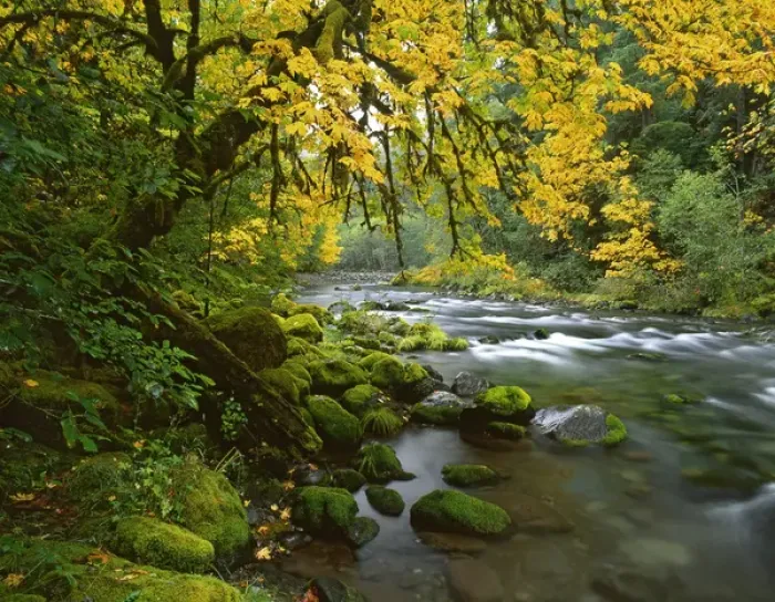 Framed Print : USA, Oregon, Willamette Valley. Bigleaf maple trees along McKenzie River. Credit as Framed Print : USA, Oregon, Willamette Valley. Bigleaf maple trees along McKenzie River. Credit as