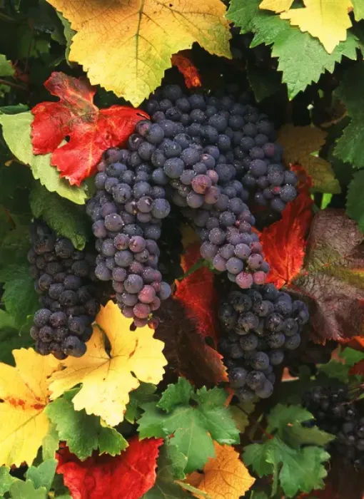 Framed Print : USA, Oregon, Willamette valley, View of Pinot Noir grape Framed Print : USA, Oregon, Willamette valley, View of Pinot Noir grape