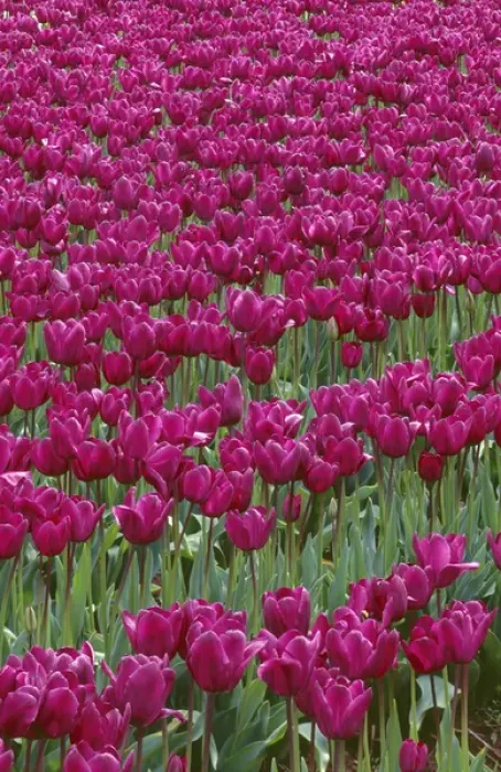 Framed Print : USA, Oregon, Willamette Valley, Field of purple tulips display spring bloom Framed Print : USA, Oregon, Willamette Valley, Field of purple tulips display spring bloom