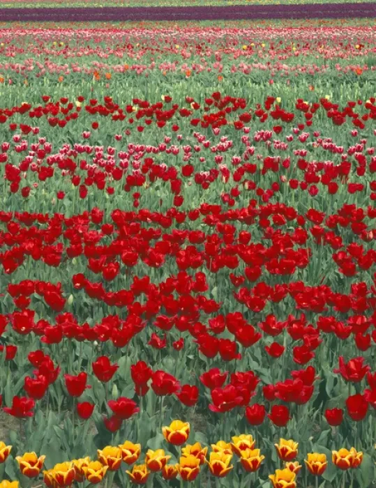 Framed Print : USA, Oregon, Willamette Valley, Field of colorful tulips display spring bloom