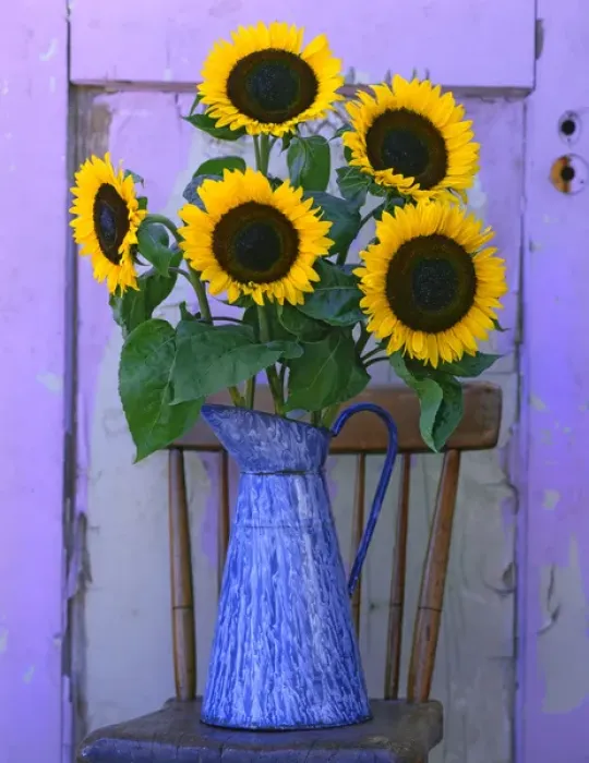 Framed Print : USA, Oregon, Willamette Valley. Fresh cut sunflowers displayed in enamelware pitcher Framed Print : USA, Oregon, Willamette Valley. Fresh cut sunflowers displayed in enamelware pitcher