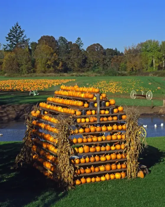 Framed Print : USA, Oregon, Willamette Valley. House made of pumpkins at a farm Framed Print : USA, Oregon, Willamette Valley. House made of pumpkins at a farm