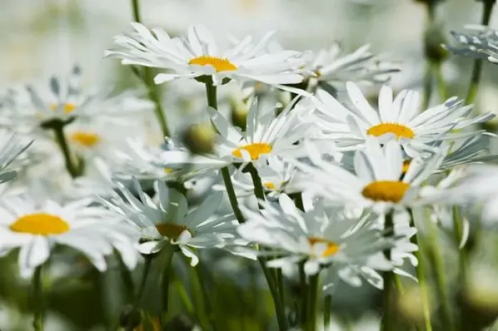 Framed Print : USA, Oregon, Willamette Valley, Selective Focus Dasies blooming in mass