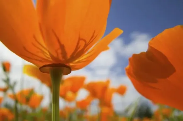 Framed Print : USA, Oregon, Willamette Valley, Close UP of California Poppy With Blue Sky Framed Print : USA, Oregon, Willamette Valley, Close UP of California Poppy With Blue Sky