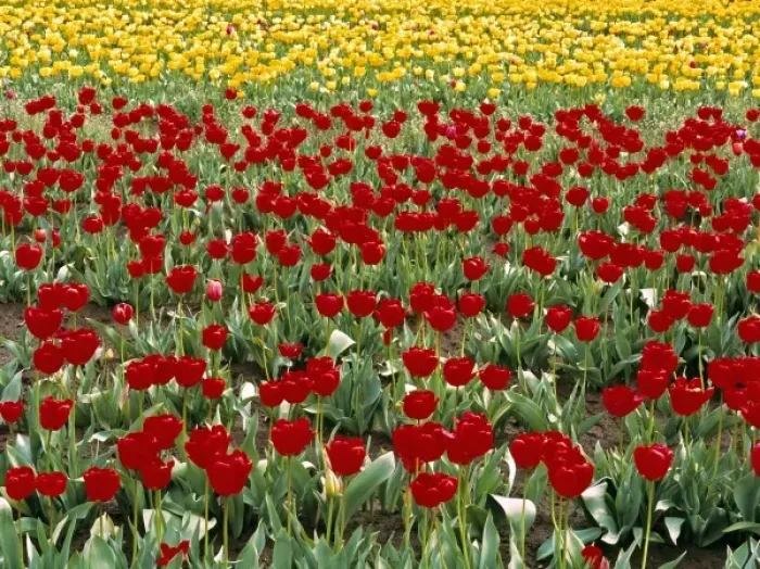Framed Print : USA, Oregon, Willamette Valley. Colorful red and yellow tulips fill the fields in