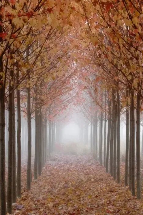 Framed Print : USA, Oregon, Willamette Valley. Rows of autumn-colored maple trees form pathway in fog Framed Print : USA, Oregon, Willamette Valley. Rows of autumn-colored maple trees form pathway in fog