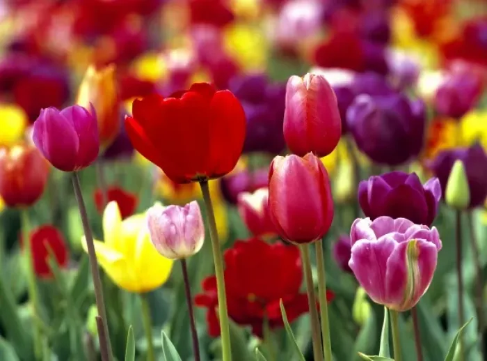 Framed Print : USA, Oregon, Willamette Valley. Beautiful tulips reach for the sky in the spring
