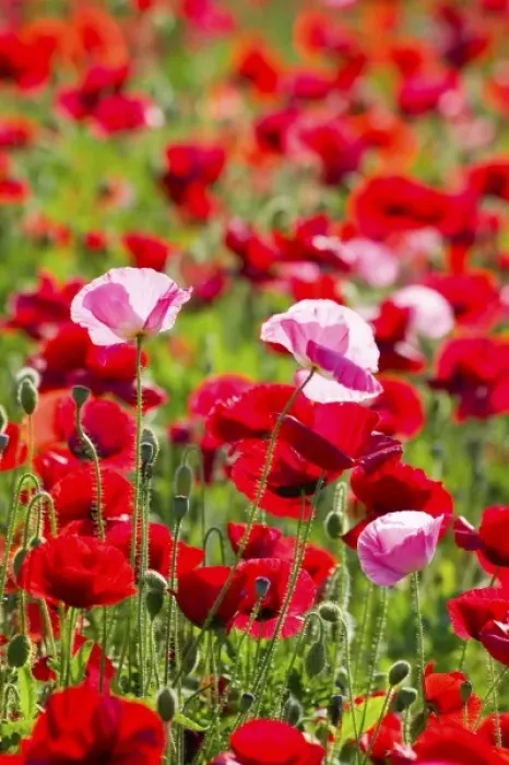 Framed Print : USA, Oregon, Willamette Valley, Shirley Poppies Blooming in Mass Framed Print : USA, Oregon, Willamette Valley, Shirley Poppies Blooming in Mass