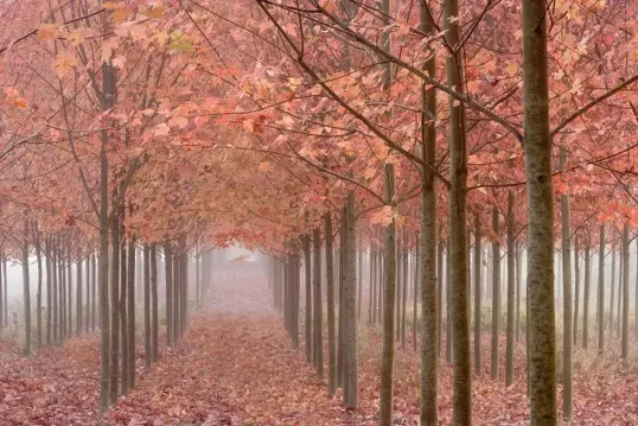 Framed Print : USA, Oregon, Willamette Valley. Rows of autumn-colored maple trees form patterns in fog Framed Print : USA, Oregon, Willamette Valley. Rows of autumn-colored maple trees form patterns in fog