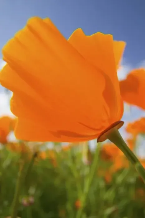 Framed Print : USA, Oregon, Willamette Valley, Close UP of California Poppy With Blue Sky Framed Print : USA, Oregon, Willamette Valley, Close UP of California Poppy With Blue Sky