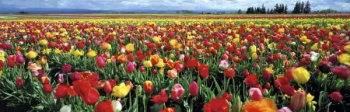 Framed Print : USA, Oregon, Willamette Valley. USA, Oregon, Willamette Valley. A tulip field in