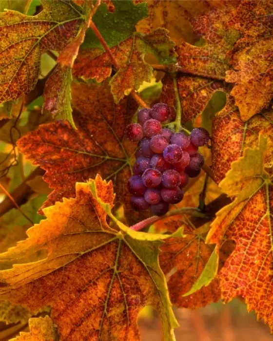 Framed Print : USA, Oregon, Willamette Valley, Pinot noir grapes in fall-colored vineyard with evening light Framed Print : USA, Oregon, Willamette Valley, Pinot noir grapes in fall-colored vineyard with evening light