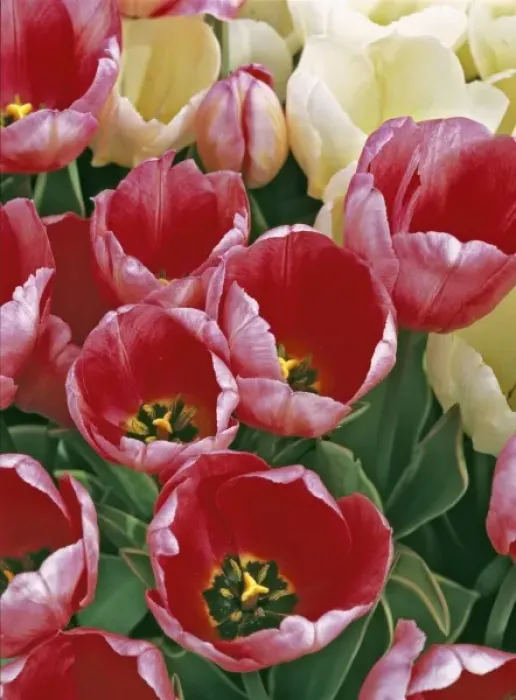 Framed Print : USA, Oregon, Willamette Valley. Pink and white tulips compliment each other in