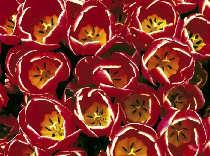 Framed Print : USA, Oregon, Willamette Valley. Yellow, red and white-fringed tulips make a colorful