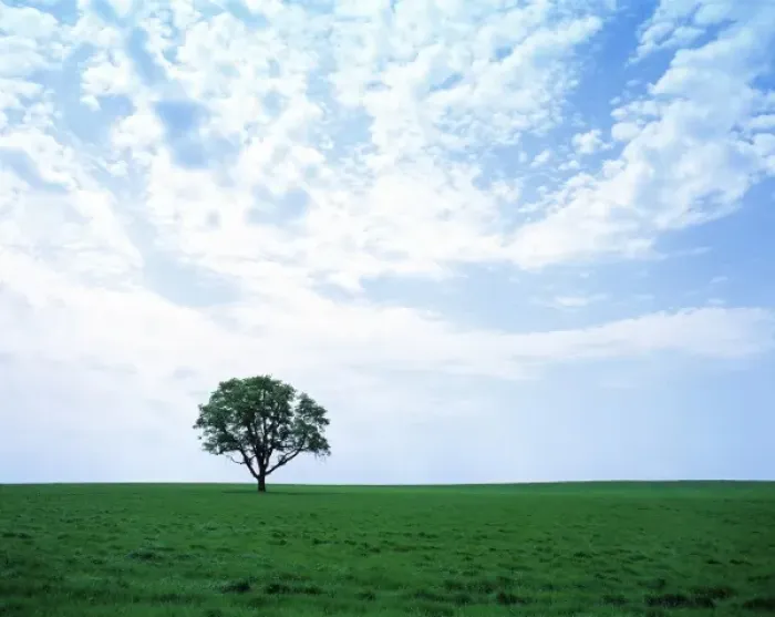 Framed Print : USA, Oregon, Willamette Valley. Beneath a striated sky, a lone tree sits in the green