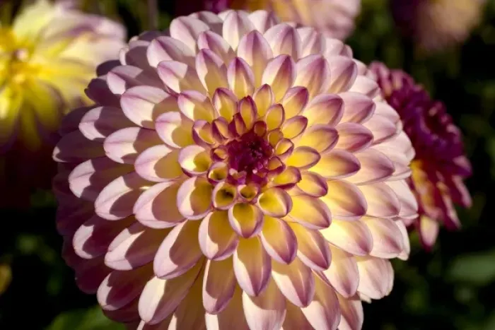 Framed Print : USA, Oregon, Willamette Valley. Delicate lavender and yellow dahlias grow in profusion Framed Print : USA, Oregon, Willamette Valley. Delicate lavender and yellow dahlias grow in profusion