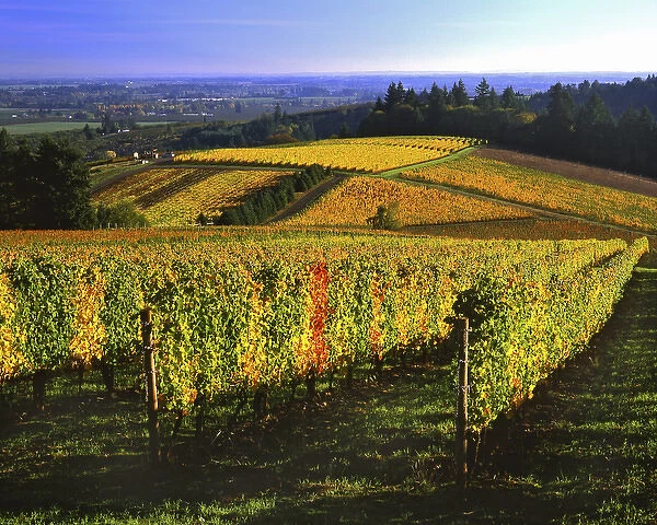 USA, Oregon, Willamette Valley. Autumn vineyards on the Red Hills. Credit as: Steve
