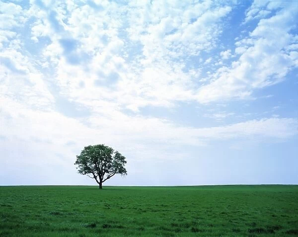 USA, Oregon, Willamette Valley. Beneath a striated sky, a lone tree sits in the green