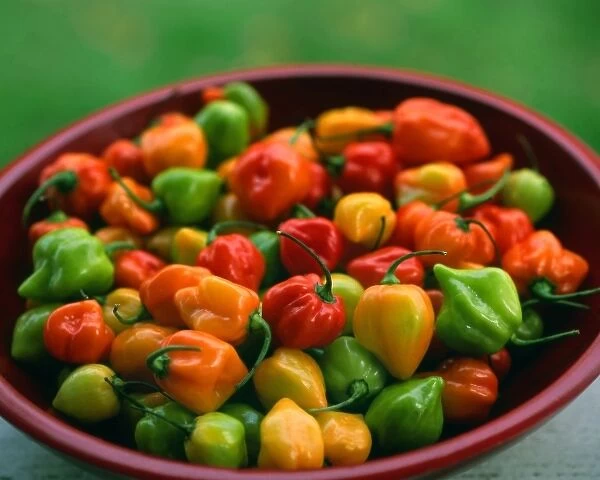 USA, Oregon, Willamette Valley. Bowl of freshly picked habanero peppers