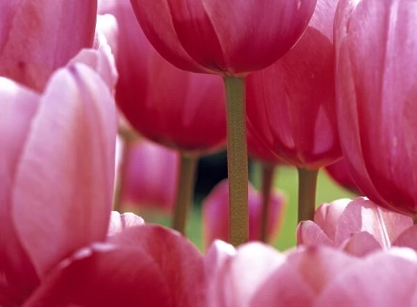 USA, Oregon, Willamette Valley. A close-up of delicate pink tulips gives an unusual