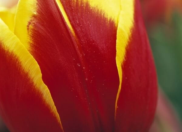 USA, Oregon, Willamette Valley. Close-up of a red and yellow tulip at the Wooden