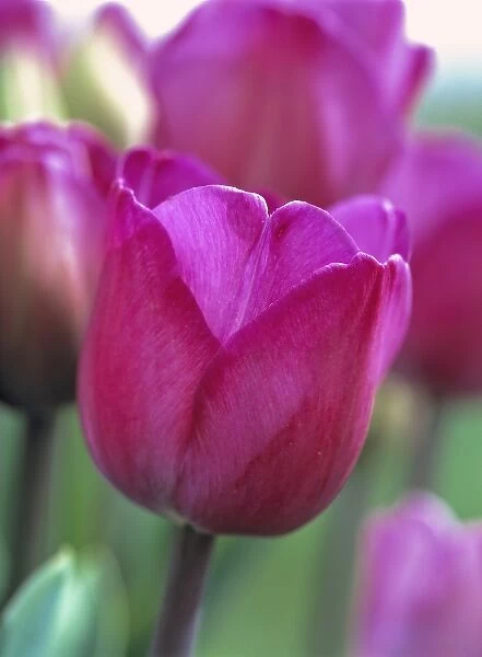 USA, Oregon, Willamette Valley. Commercial flower fields, growing tulips such as these