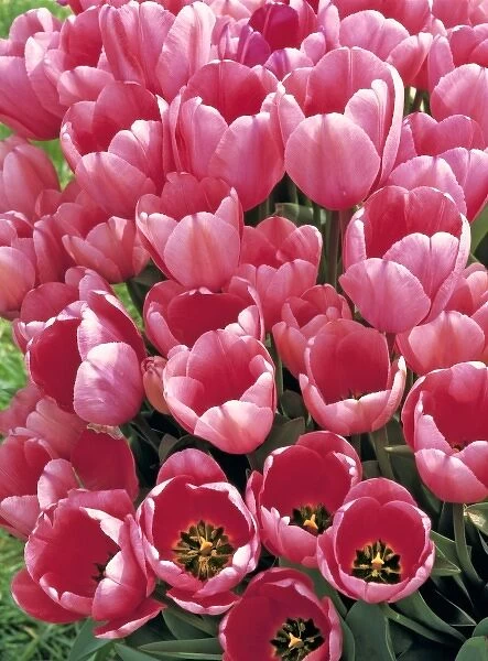 USA, Oregon, Willamette Valley. Delicate pink tulips stand at attention in the Willamette Valley