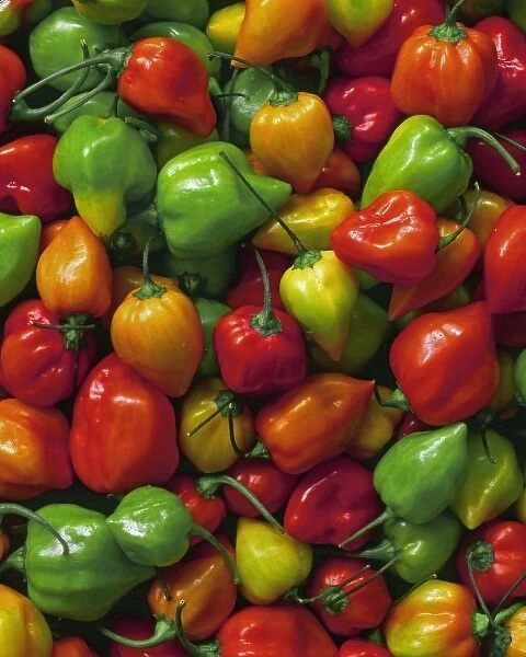 USA, Oregon, Willamette Valley. Display of freshly picked habanero peppers