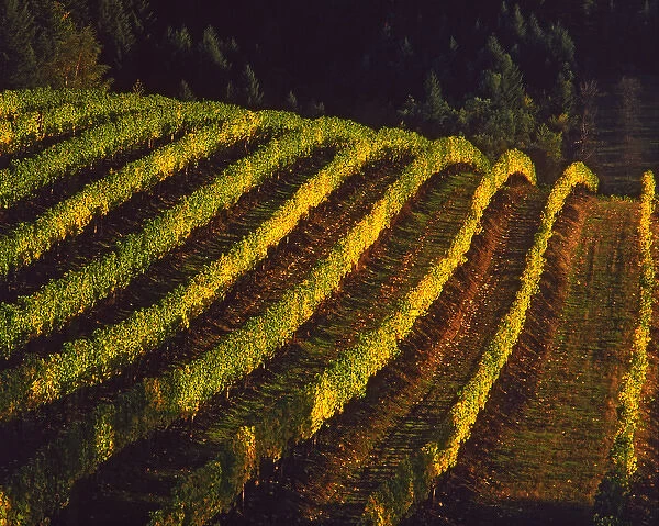 USA, Oregon, Willamette Valley. Evening light on rows of pinot noir grapes in vineyard