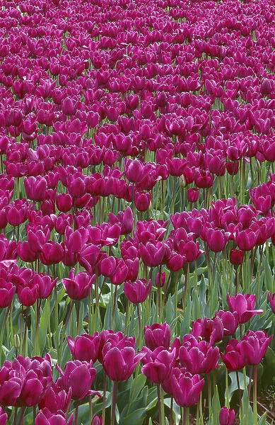 USA, Oregon, Willamette Valley, Field of purple tulips display spring bloom