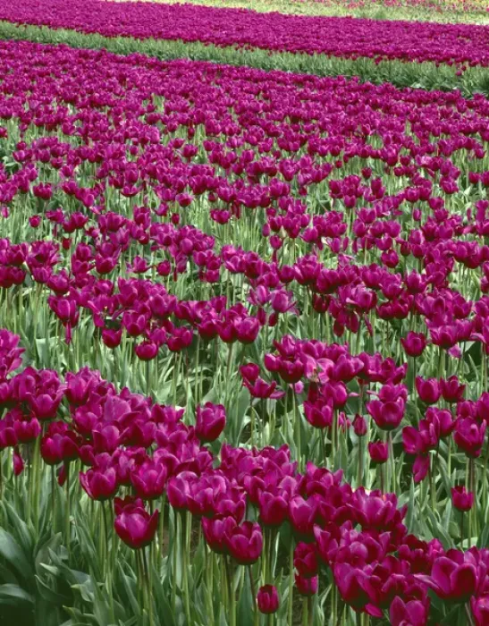 Framed Print : USA; Oregon; Willamette Valley; Field of purple tulips display spring bloom Framed Print : USA; Oregon; Willamette Valley; Field of purple tulips display spring bloom