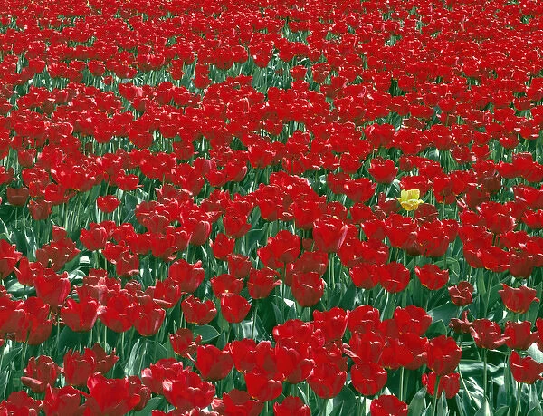 USA, Oregon, Willamette Valley, Lone yellow tulip stands out among field of red tulips