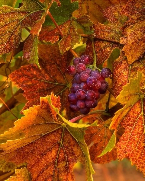 USA, Oregon, Willamette Valley, Pinot noir grapes in fall-colored vineyard with evening light