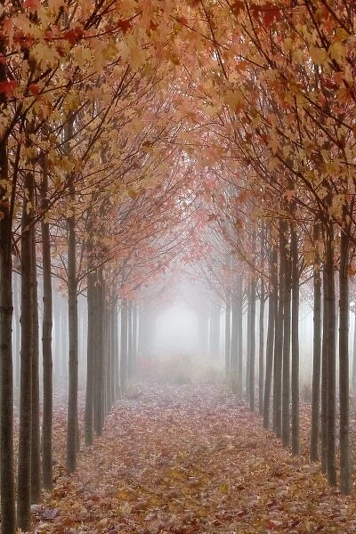 USA, Oregon, Willamette Valley. Rows of autumn-colored maple trees form pathway in fog