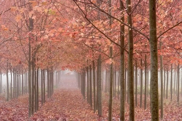 USA, Oregon, Willamette Valley. Rows of autumn-colored maple trees form patterns in fog
