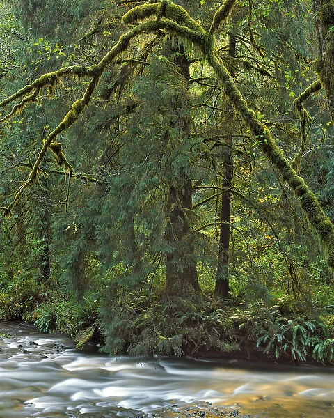 USA, Oregon, Wilson River. River scenic. Credit as: Steve Terrill  /  Jaynes Gallery  /  DanitaDelimont